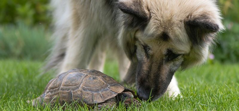 Turtle Tidbits