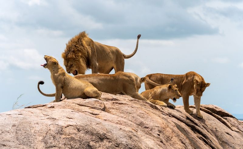 Lions