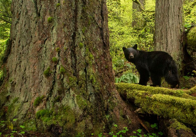Oregon's Diverse Bear Habitats