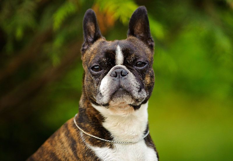Boston Terriers: Your Constant Companions