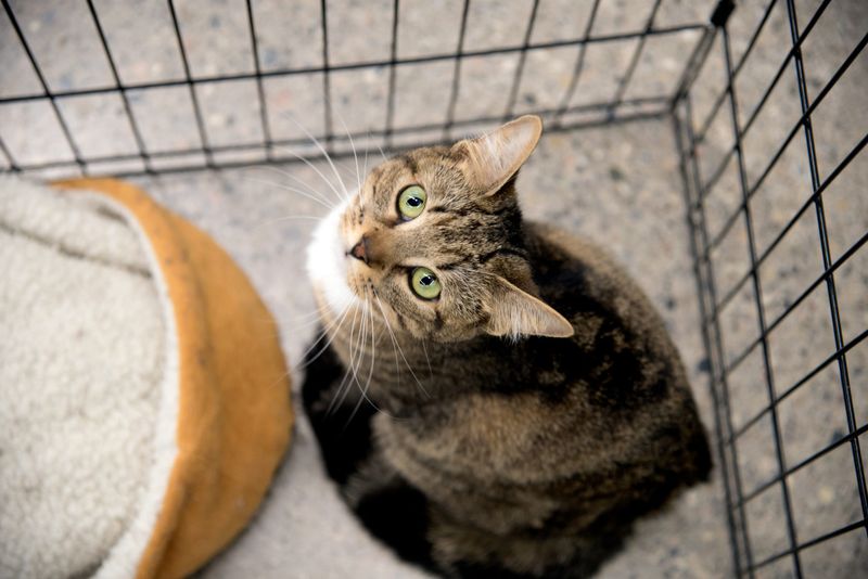 Those Who Prefer Low-Maintenance Pets