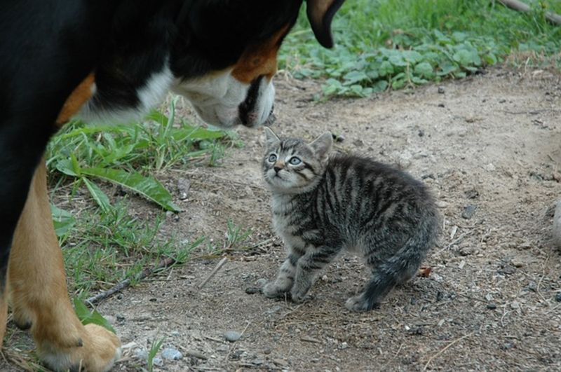 Those With Other Pets That Don't Get Along With Cats
