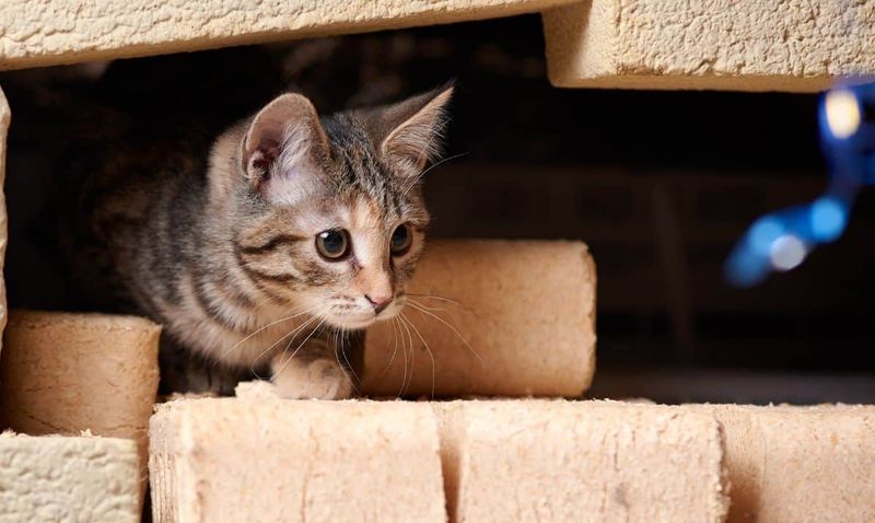 Those Who Live In A Small, No-Pet Apartment