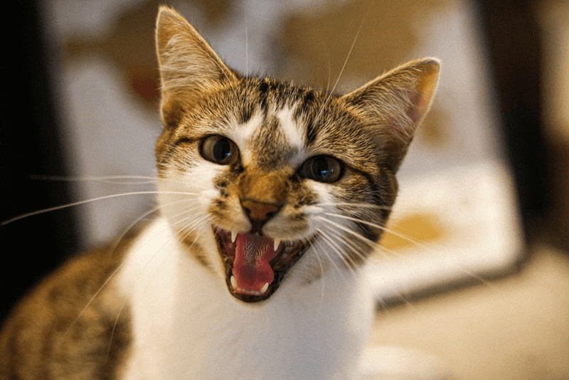 Those Who Want A Pet That Will Always Be Affectionate