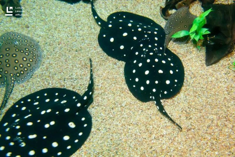 Freshwater Polka Dot Stingray