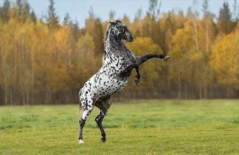 Appaloosa