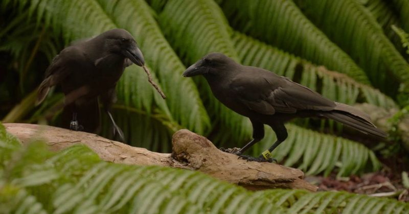 Hawaiian Crow