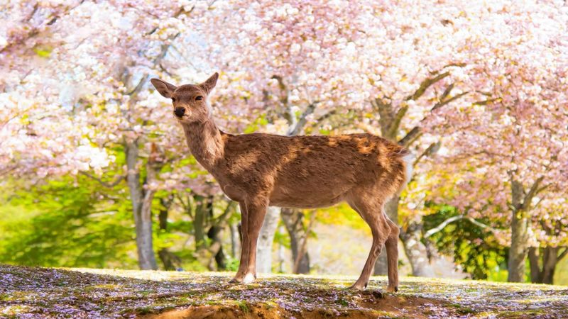 Sika Deer