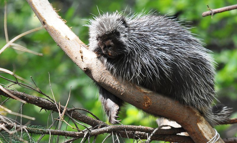 Porcupine