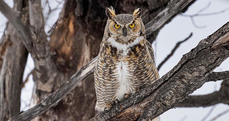 Great Horned Owl