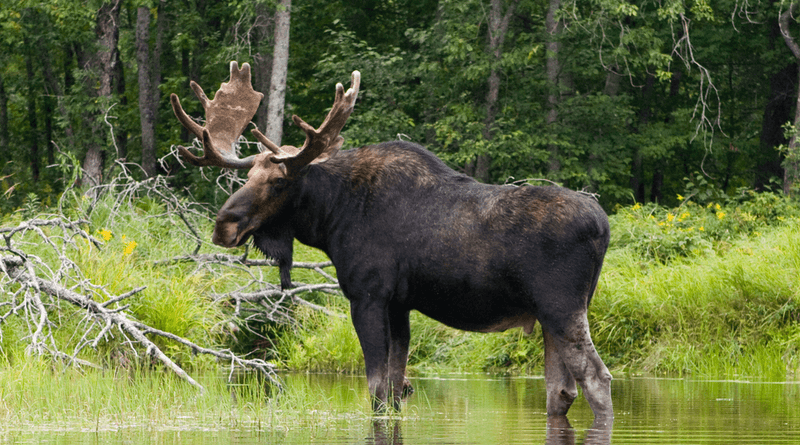 Moose