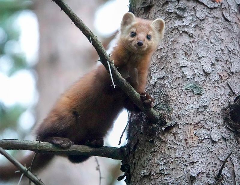American Marten: Tree-Top Terrors