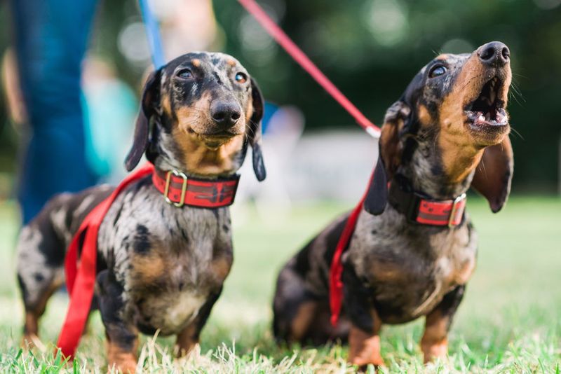 Excellent Watchdogs