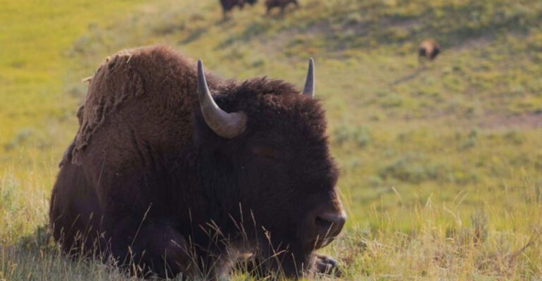 Perfectly Preserved Ice Age Bison Recently Discovered Stuns Paleontologists Worldwide