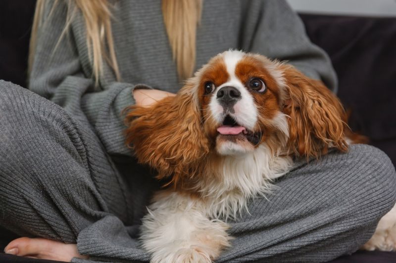 Shadow Companion: The Cavalier King Charles Spaniel