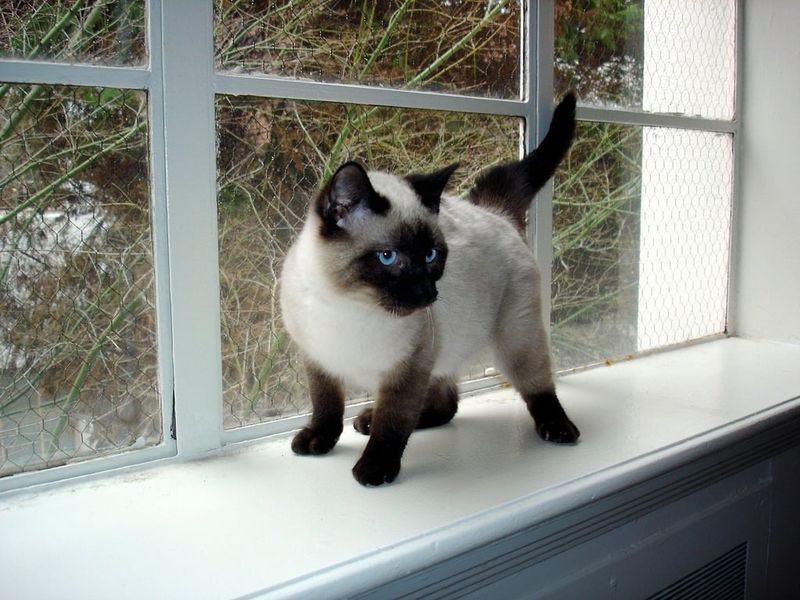 Siamese