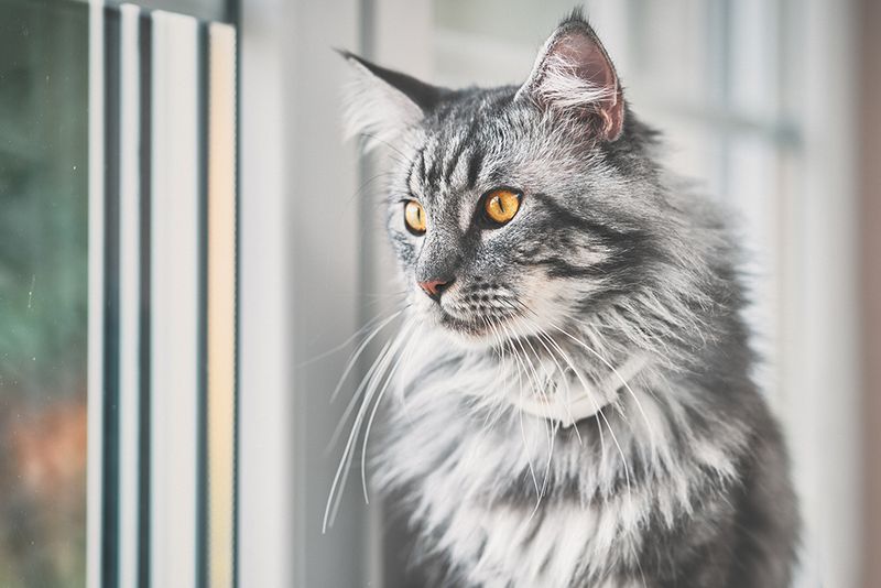Maine Coon