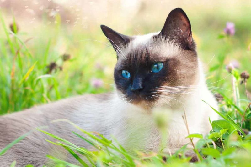 Siamese