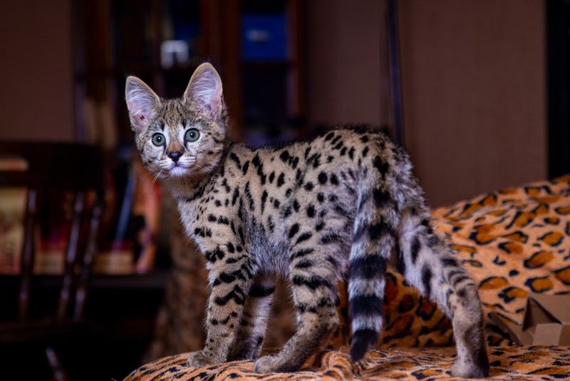 Savannah