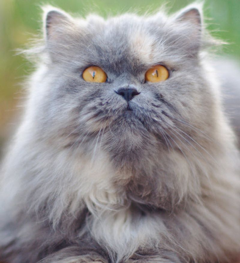 Persian Cats