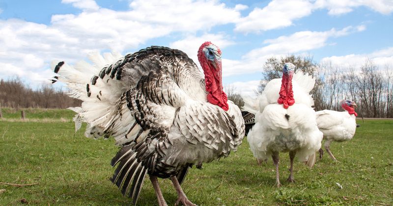 Modern Turkeys