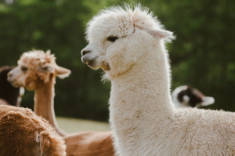 Alpacas: Wool Wizards Of The Andes