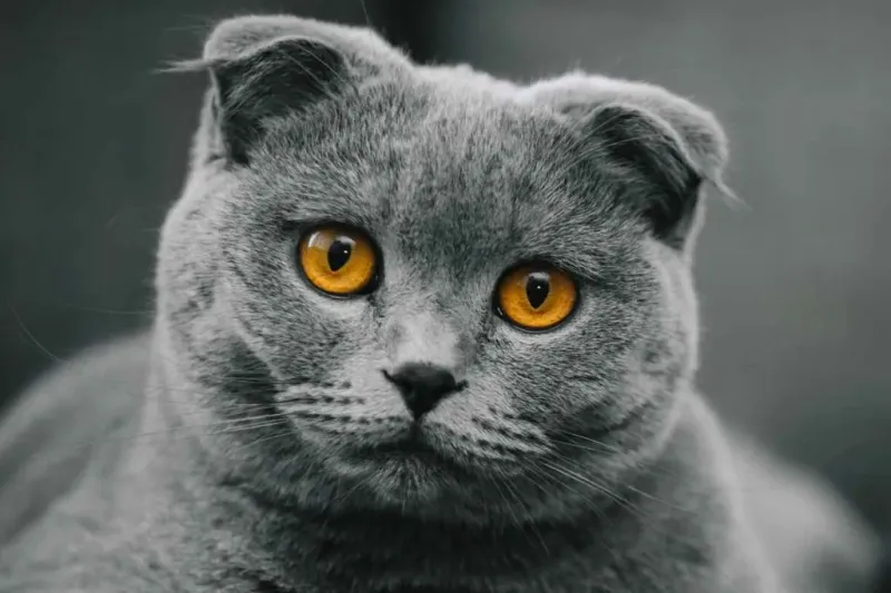 Scottish Fold: Endearing Owl-Like Companions
