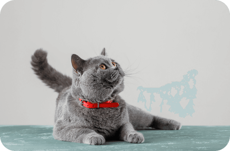 British Shorthair's Stiff Upper Lip