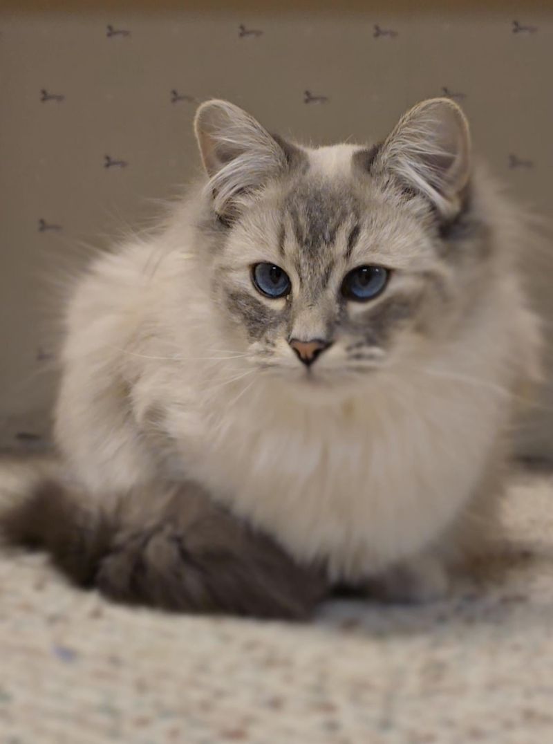Siamese Maine Coon Mix