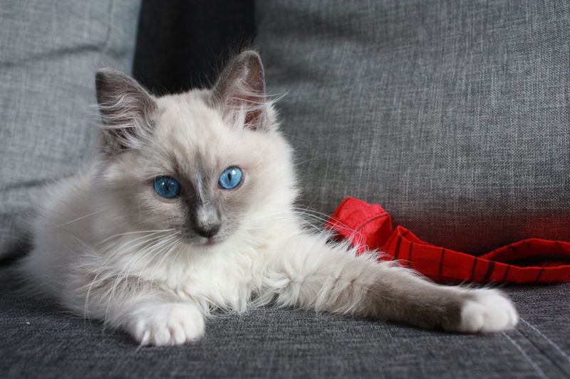 Ragdoll: Sofa Specialists