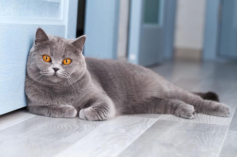 British Shorthair Buddies: Plush Teddy Bears