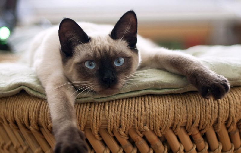 Tonkinese: The Social Butterfly With Manners
