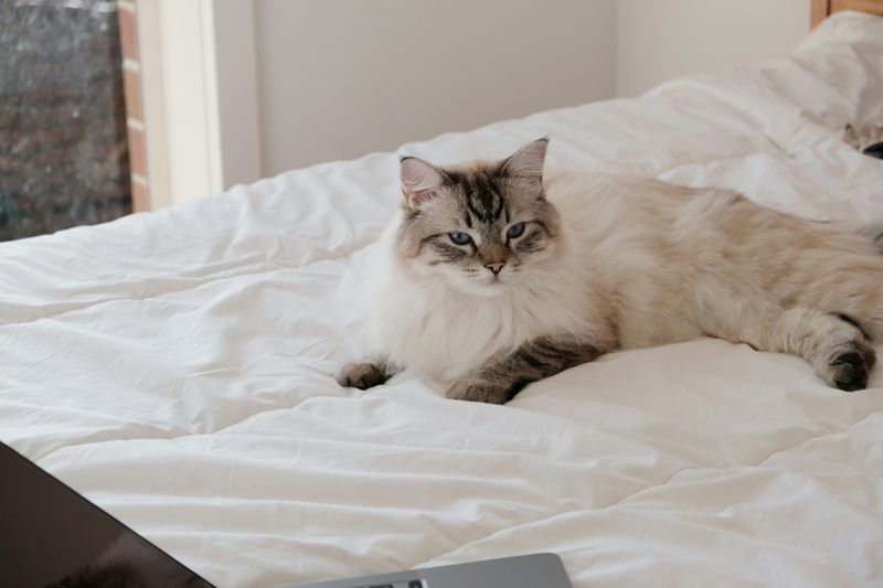 Ragdoll - The Relaxed Companion