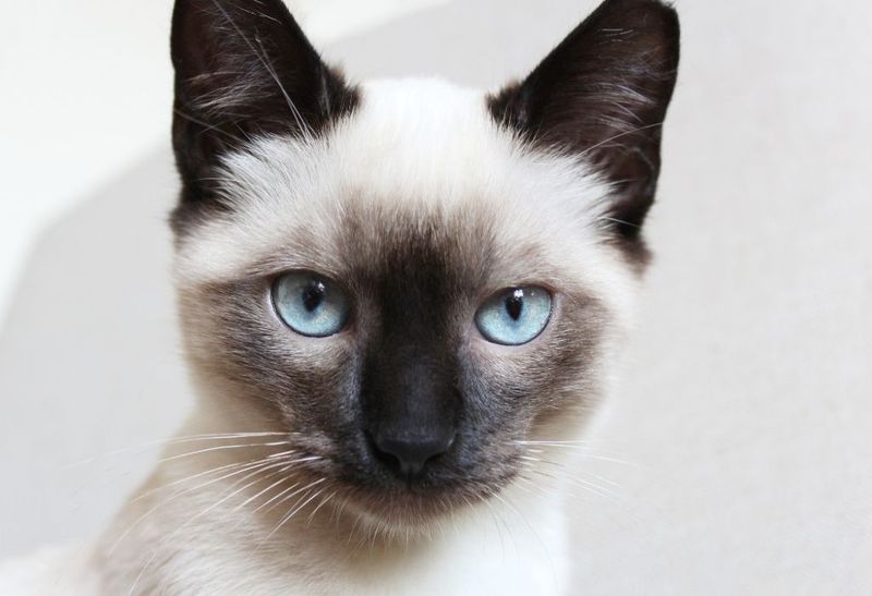 Siamese: Vocal Beauties With Points To Prove