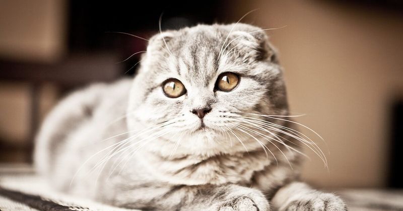 Scottish Fold: The Mellow Mushroom