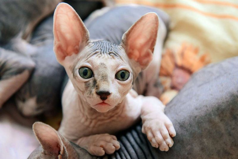 Sphynx Snugglers