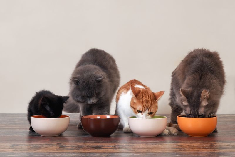 The Magic of Mealtime