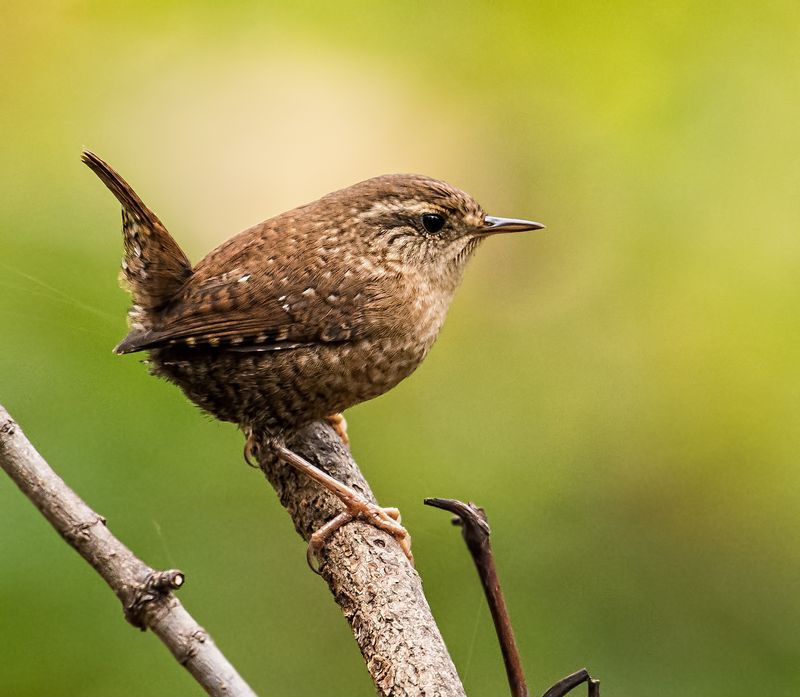 Evolutionary Fast-Track: Rapid Adaptation