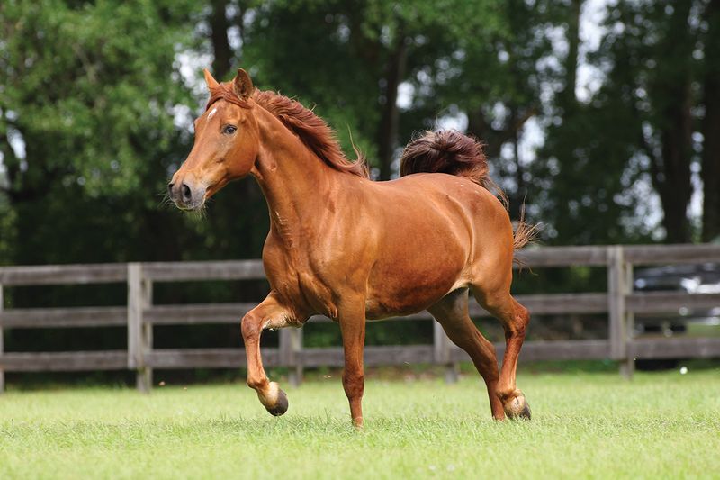Missouri Fox Trotter: America's Trail Riding Marvel