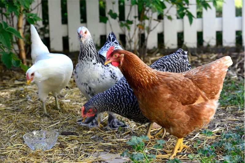 Pest Infestations