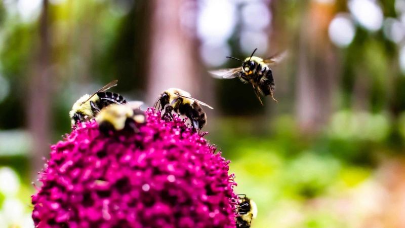 Habitat Loss Leaves Bees Homeless