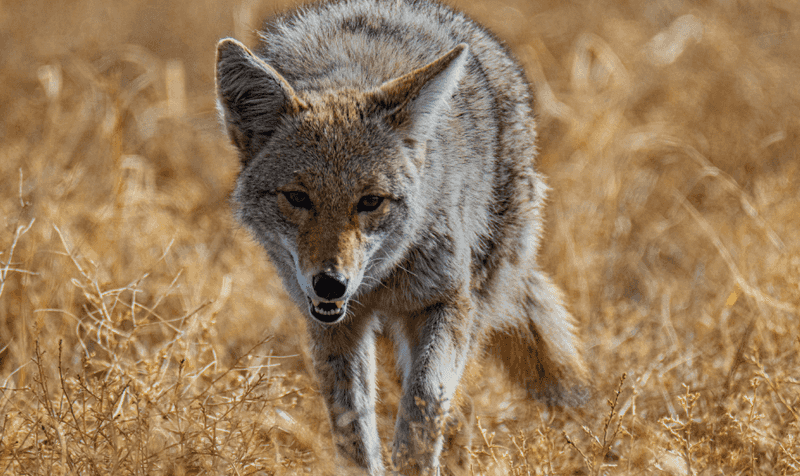 Small Animal Musk: Dinner Bell