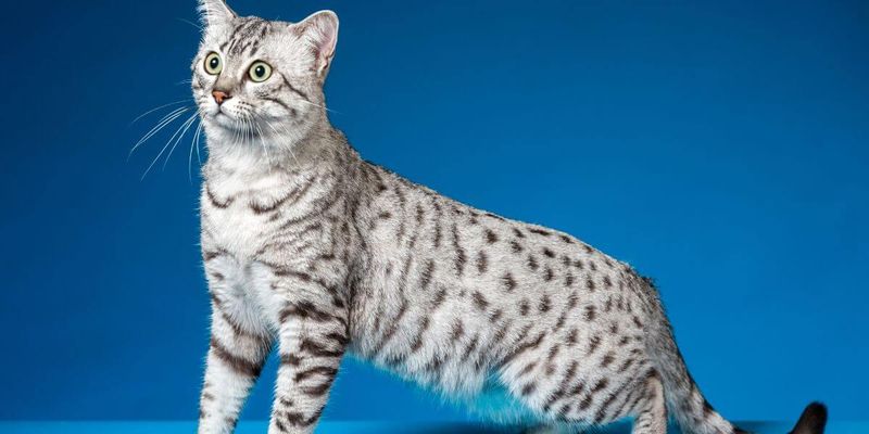 Egyptian Mau: Ancient Spirits In Spotted Coats