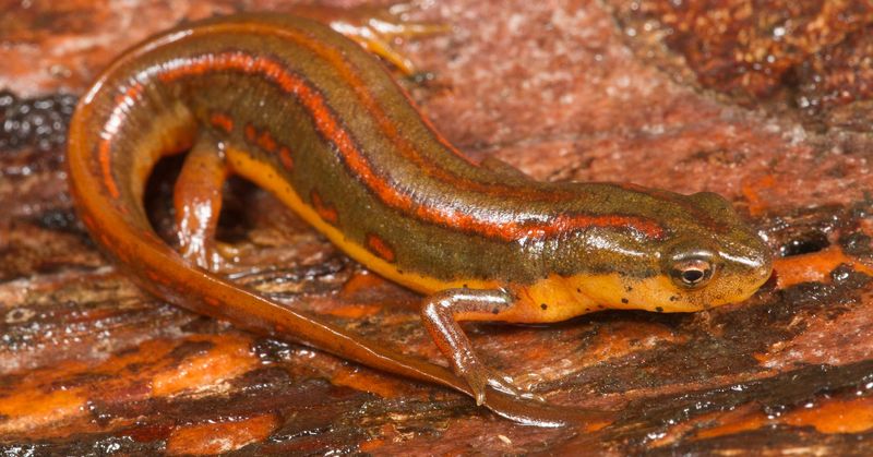 Disappearing Duet: Striped Newt