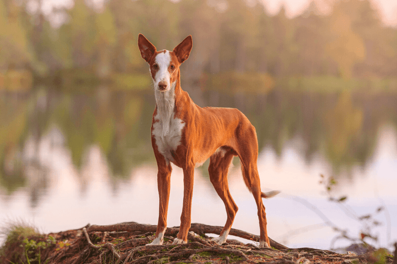 Ibizan Hound