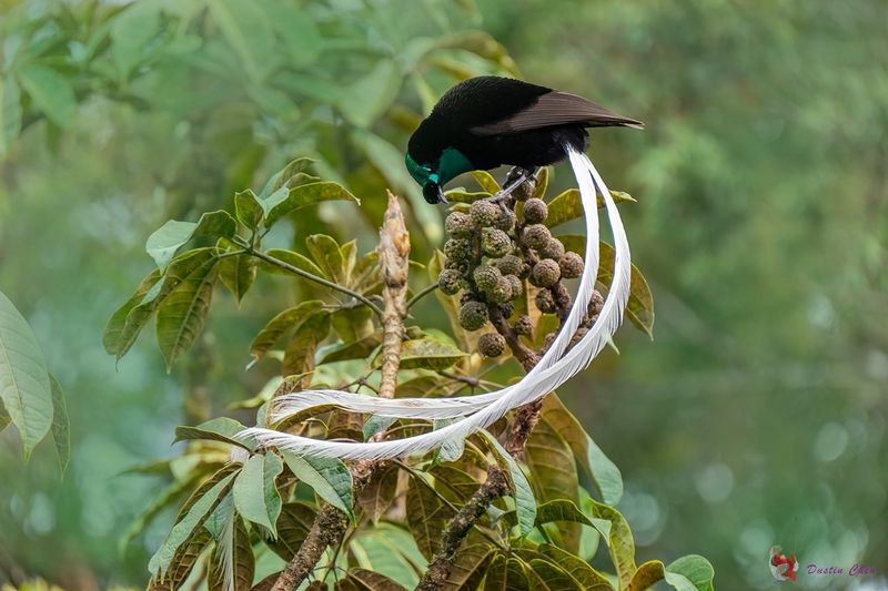 Ribbon-Tailed Astrapia – Highland Jewel Of Papua New Guinea