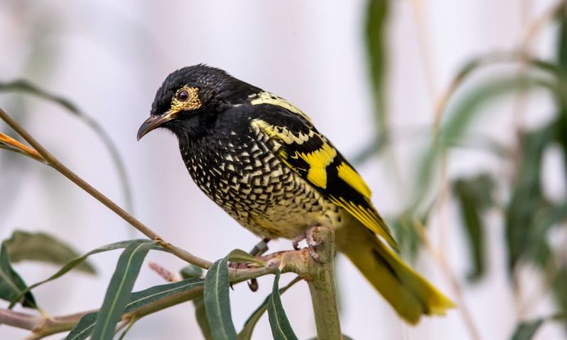 Regent Honeyeater