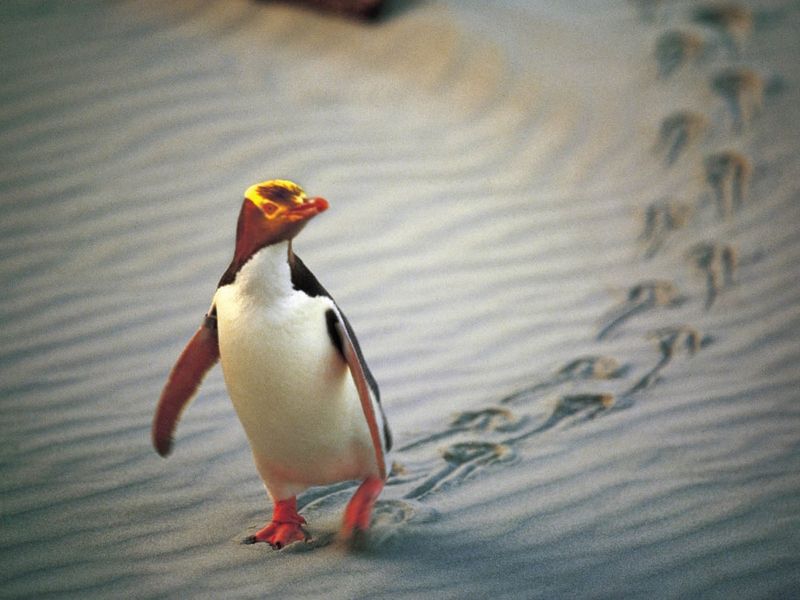 Yellow-eyed Penguin