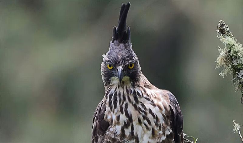 Javan Hawk-Eagle