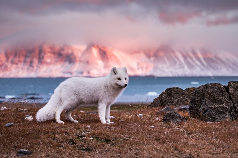 Iceland's Wildlife Sanctuary